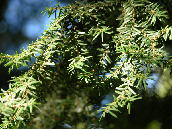 tsuga canadensis 08