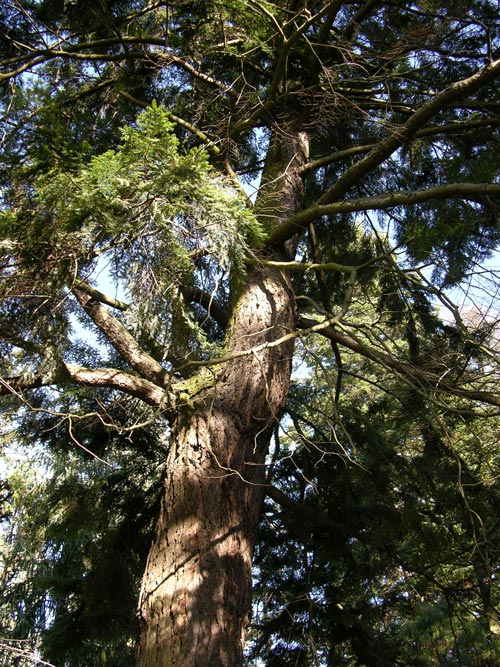 tsuga canadensis 09