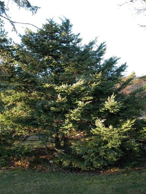tsuga diversifolia 01