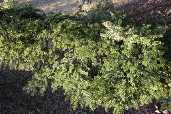 tsuga diversifolia 02