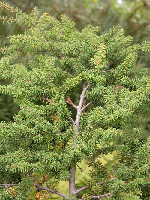 tsuga diversifolia 04