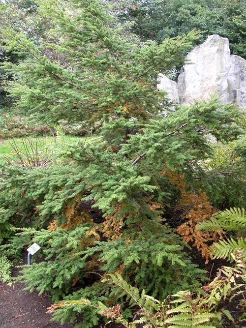 tsuga diversifolia 05