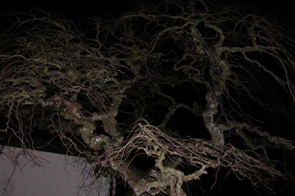 ulmus glabra pendula 01