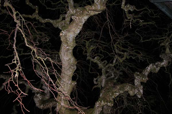 ulmus glabra pendula 02