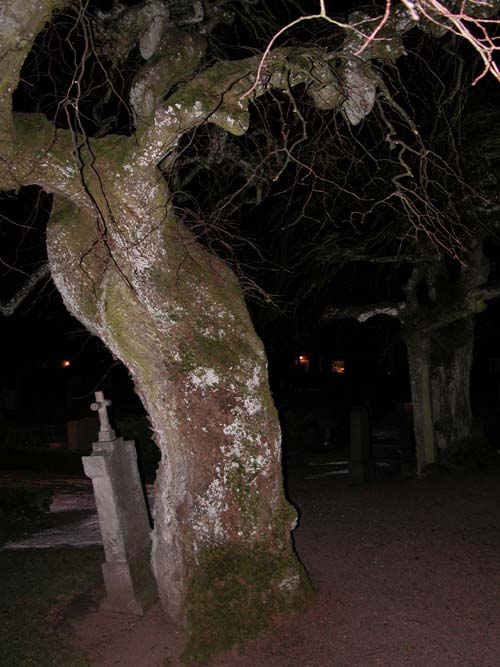 ulmus glabra pendula 03