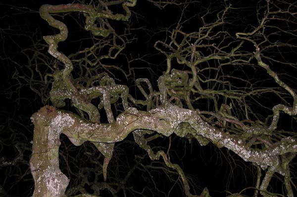 ulmus glabra pendula 04