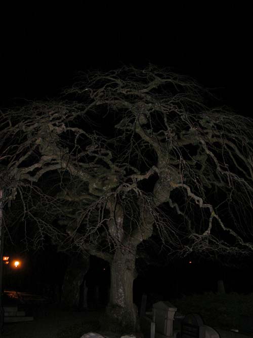 ulmus glabra pendula 05