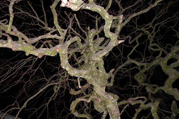 ulmus glabra pendula 06