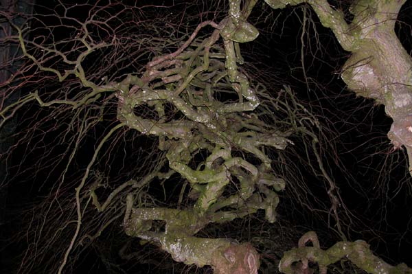 ulmus glabra pendula 07