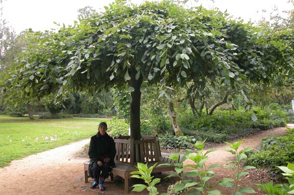 ulmus glabra pendula 08