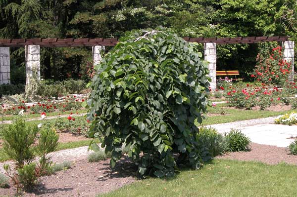 ulmus glabra pendula 10