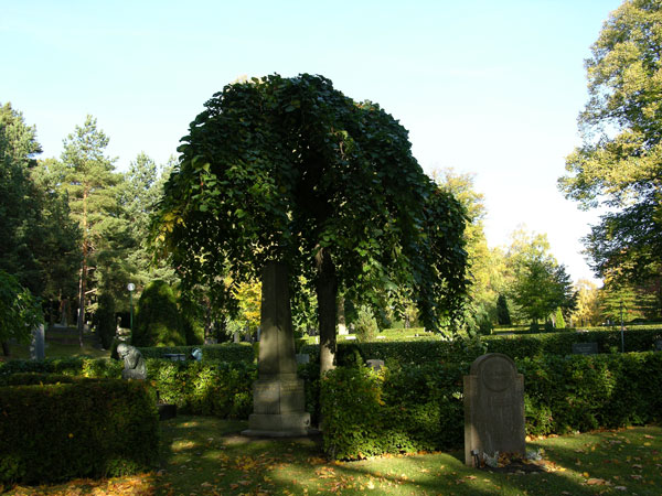 ulmus glabra pendula 11