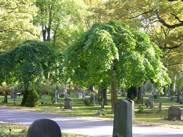 ulmus glabra pendula 12