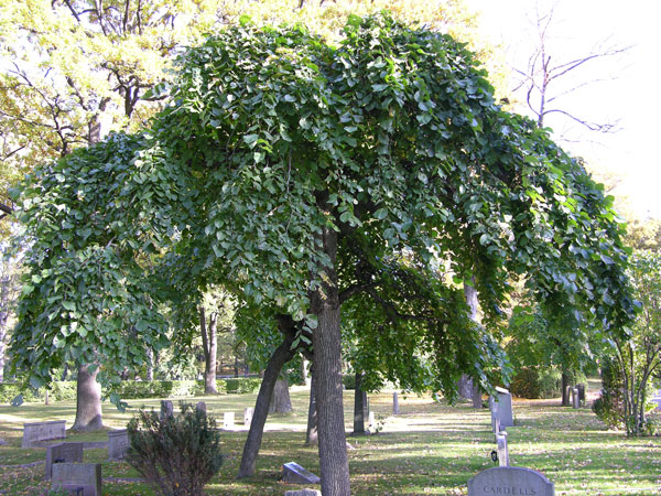 ulmus glabra pendula 13