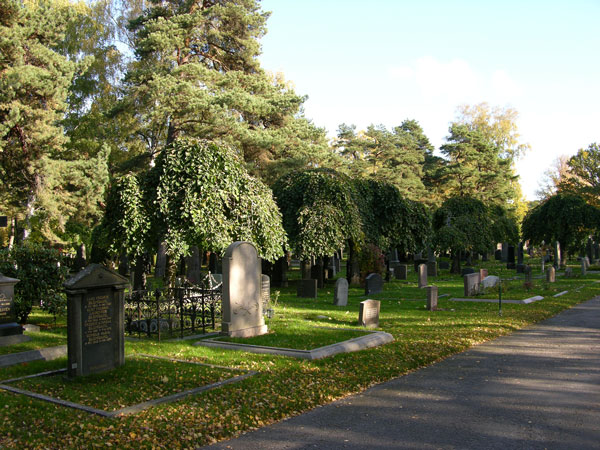ulmus glabra pendula 14