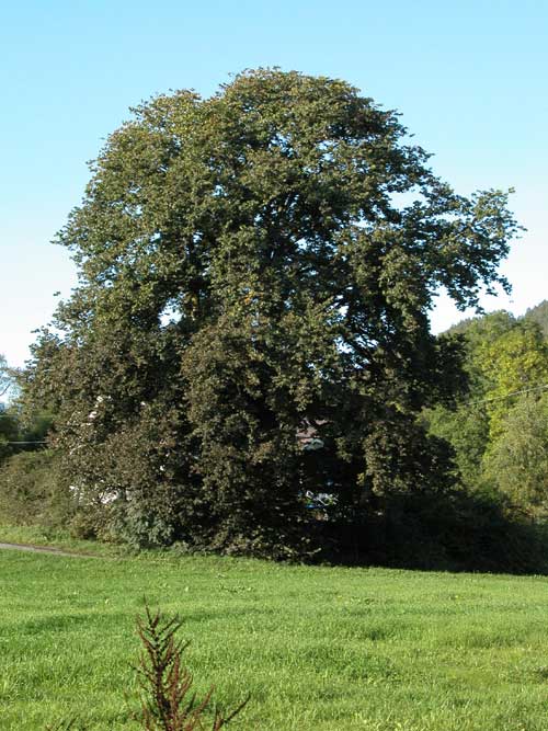 ulmus glabra 01