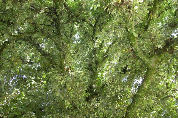 ulmus glabra 02