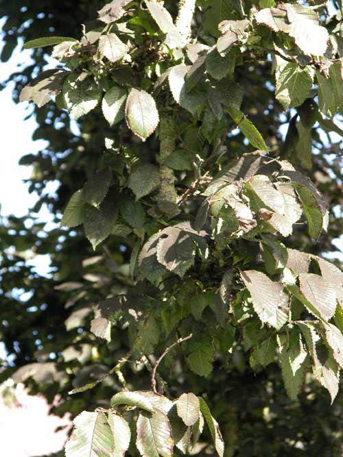 ulmus glabra 03