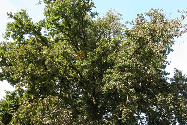 ulmus glabra 04