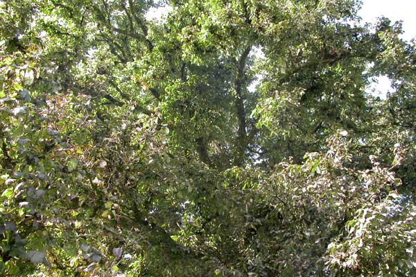 ulmus glabra 05