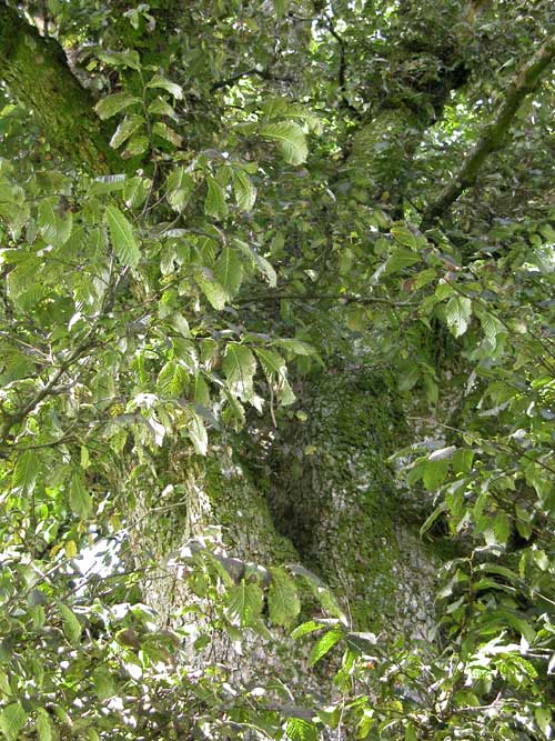 ulmus glabra 07