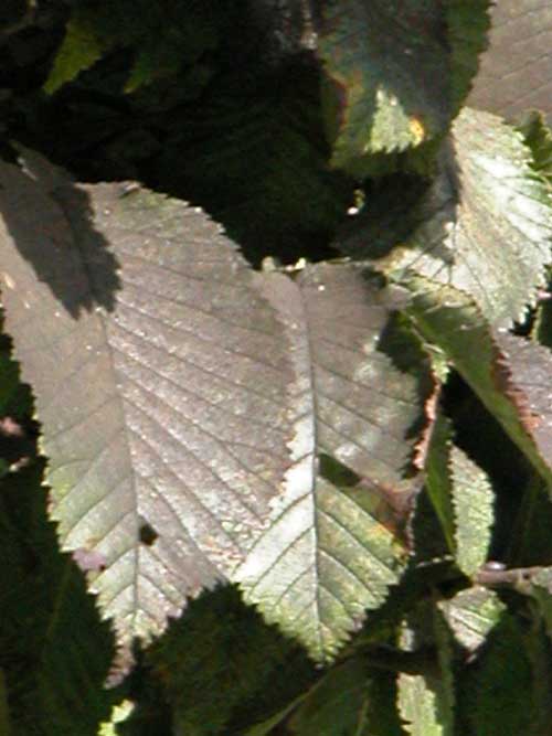 ulmus glabra 08
