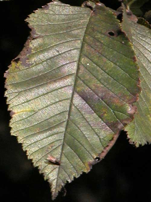 ulmus glabra 09