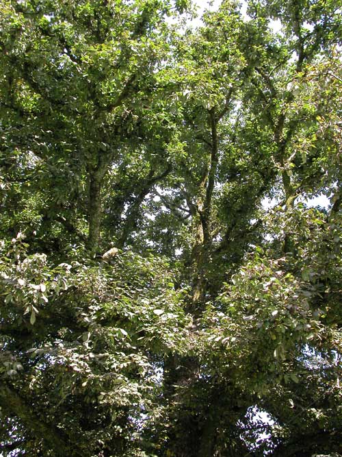 ulmus glabra 10