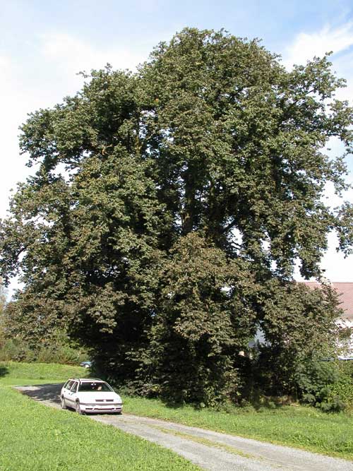 ulmus glabra 11