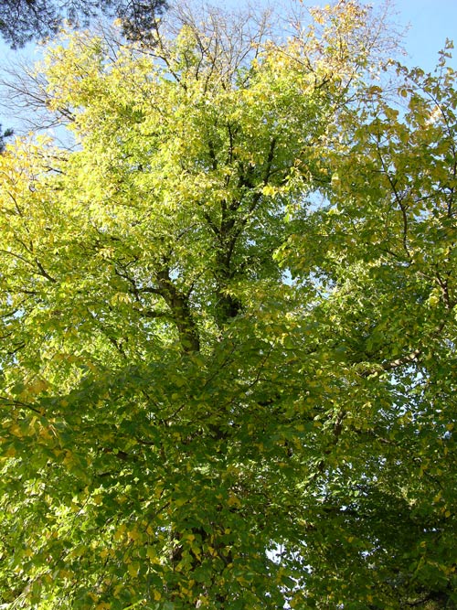 ulmus glabra 12