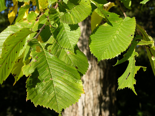 ulmus glabra 13