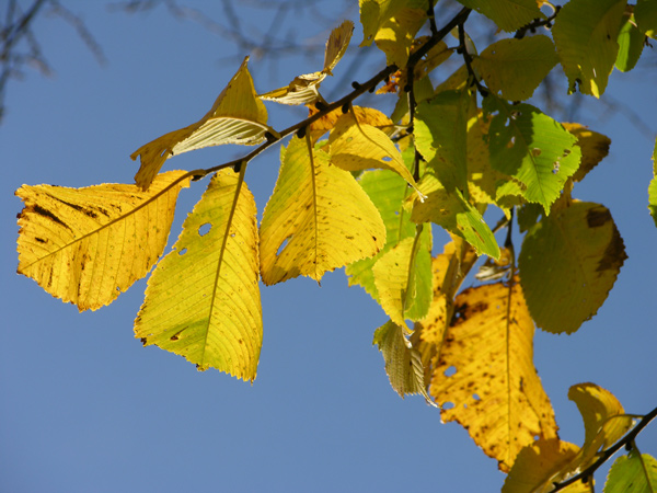 ulmus glabra 14