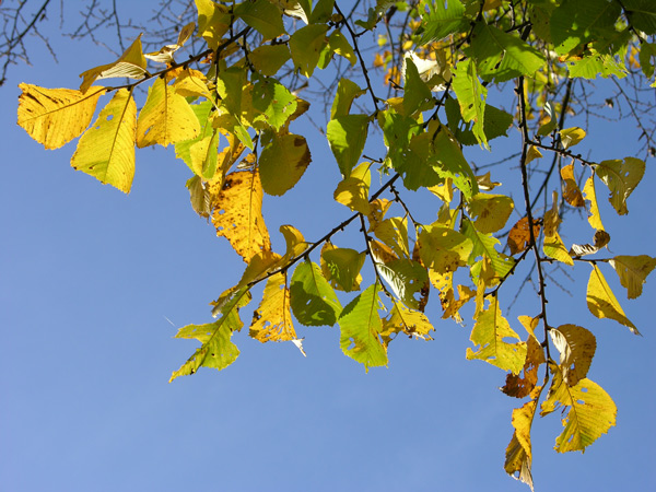 ulmus glabra 15