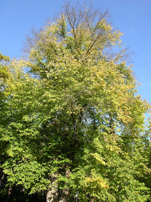 ulmus glabra 16