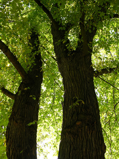 ulmus glabra 17