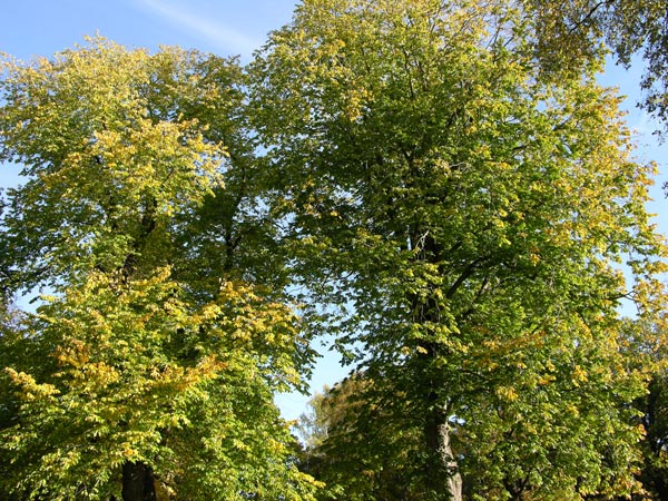 ulmus glabra 18