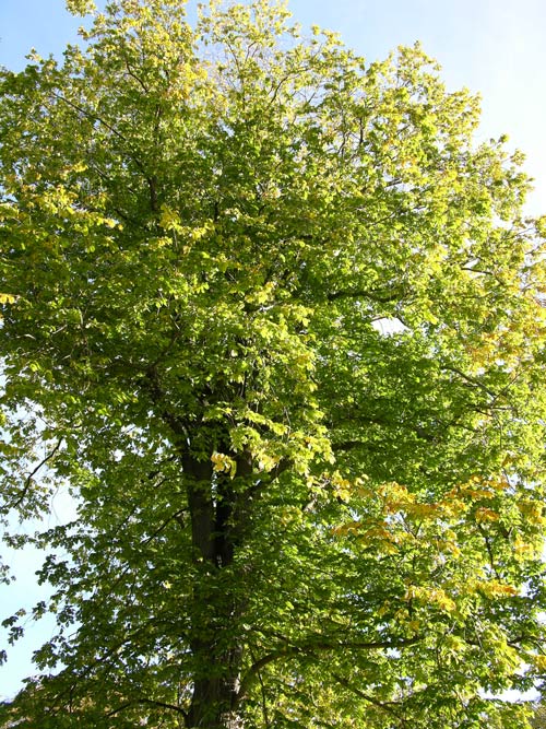 ulmus glabra 19