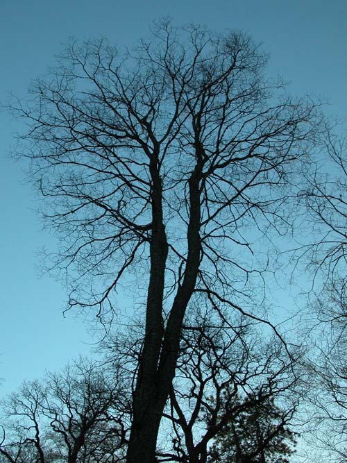 ulmus laevis 01