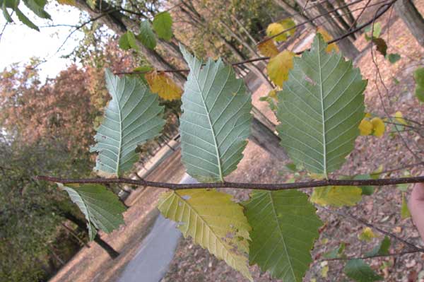 ulmus laevis 02