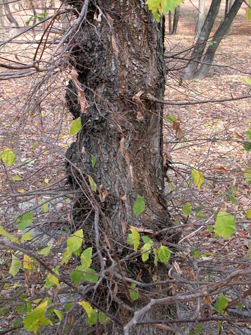 ulmus laevis 04