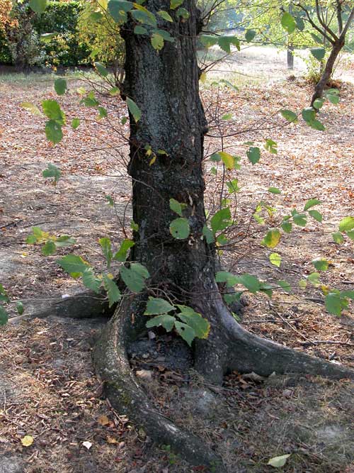 ulmus laevis 07
