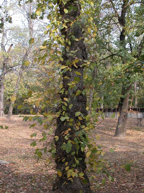 ulmus laevis 08