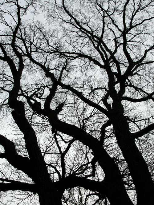 ulmus laevis 09