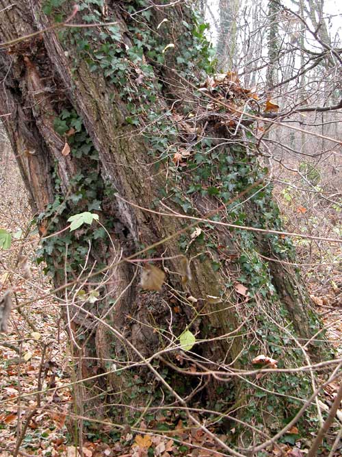 ulmus laevis 10