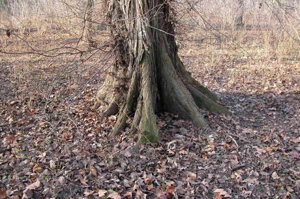 ulmus laevis 11