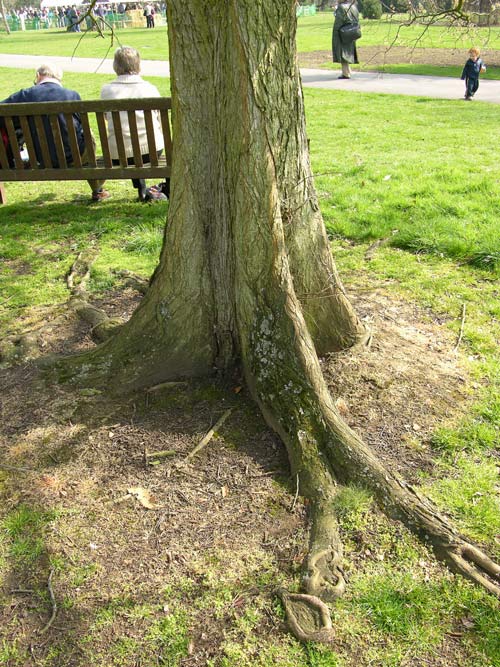 ulmus laevis 12