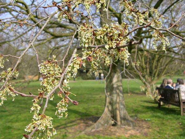 ulmus laevis 13