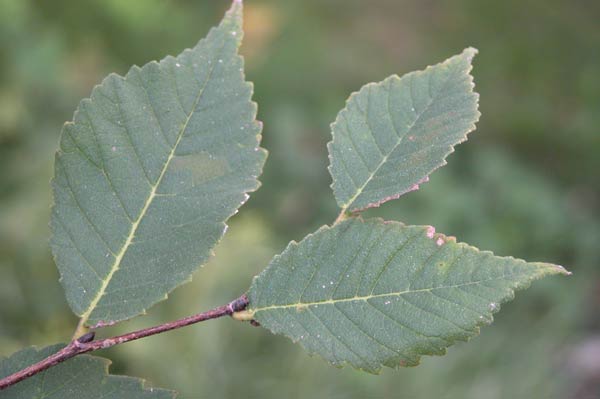 ulmus lamellosa 01