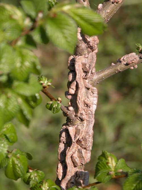 ulmus carpinifolia 01