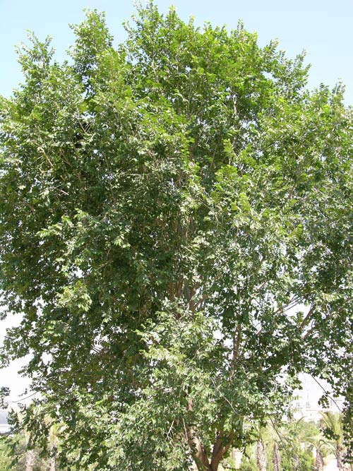 ulmus carpinifolia 03